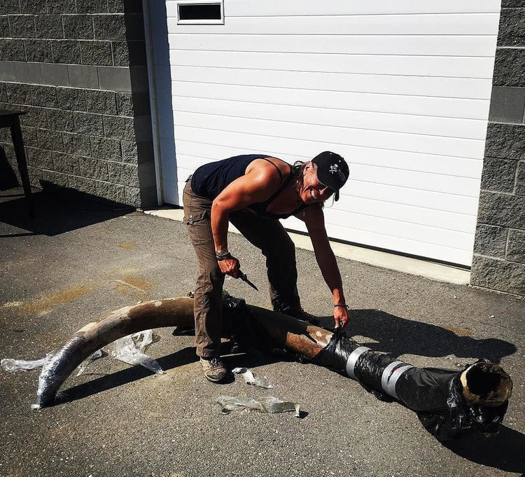 Kristin unwrapping a large Woolly Mammoth Tusk recovered at The Boneyard Alaska