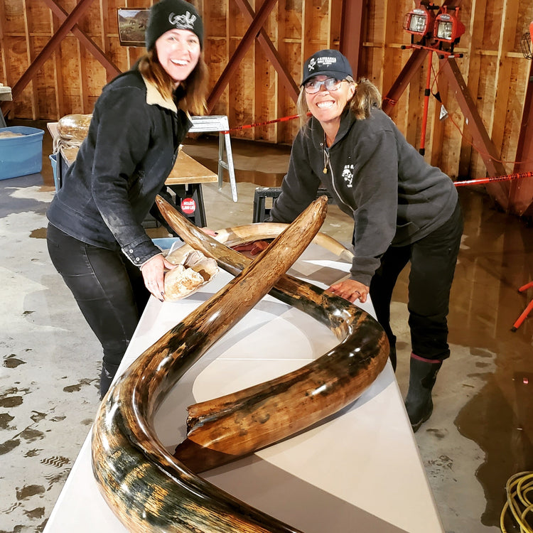 Me and my niece Jordan from Gold Daughters moving some fully restored mammoth tusks I just finished.