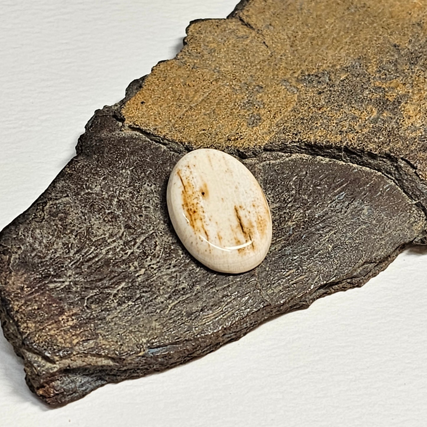 Woolly Mammoth Ivory Cabachon