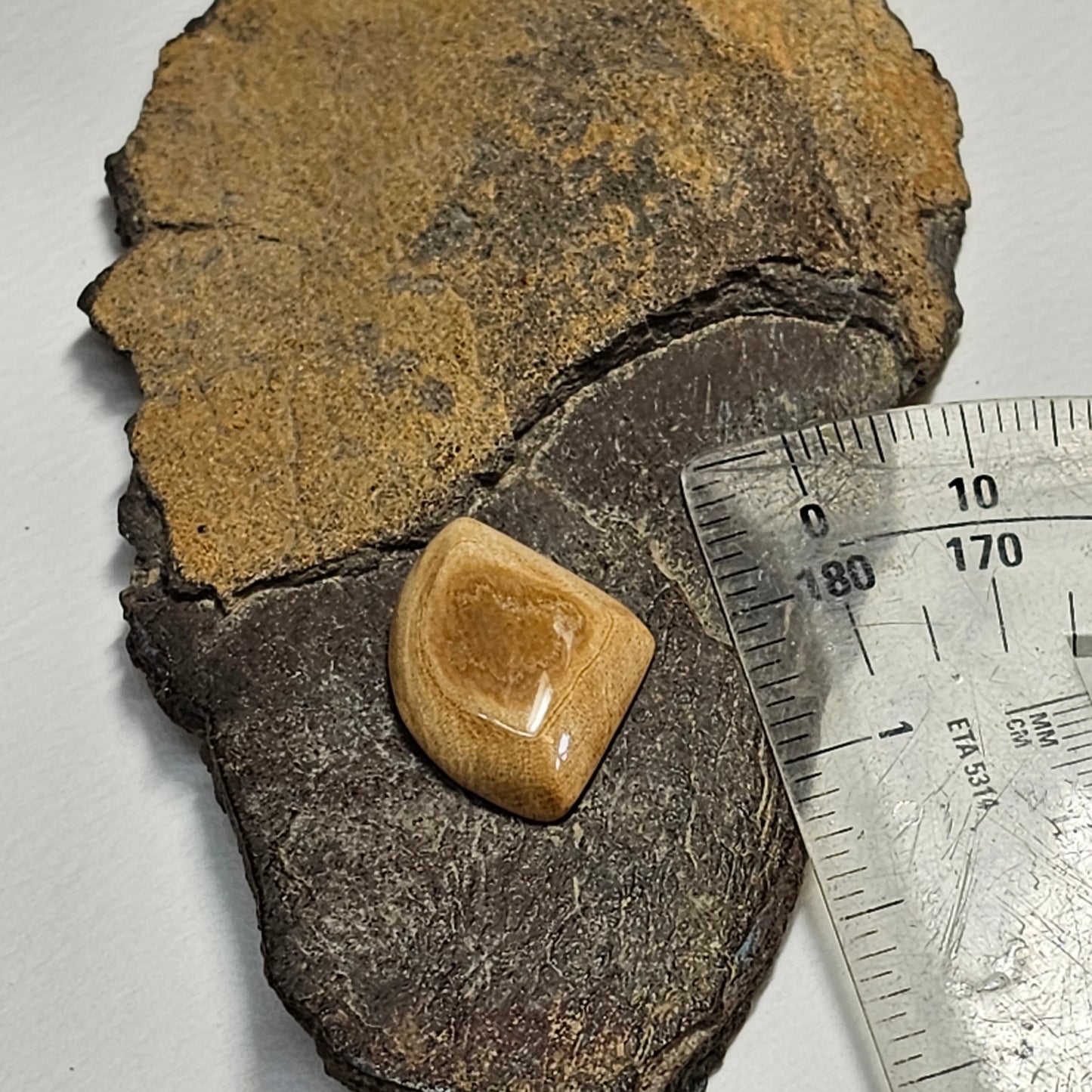 Woolly Mammoth Fossil Ivory Fan Cabochon