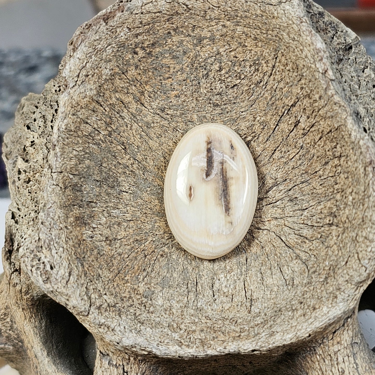 Woolly Mammoth Ivory Cabachon
