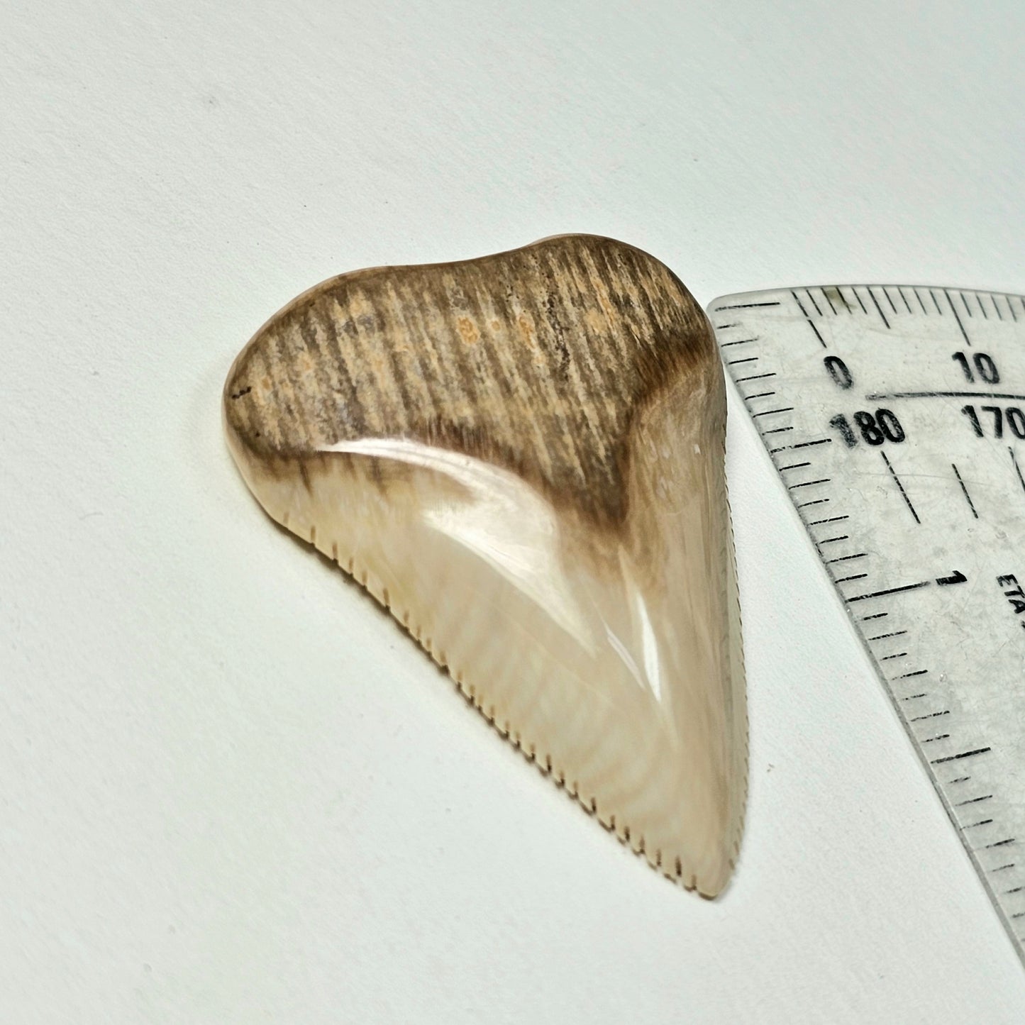 Woolly Mammoth Ivory Shark Tooth Pendant