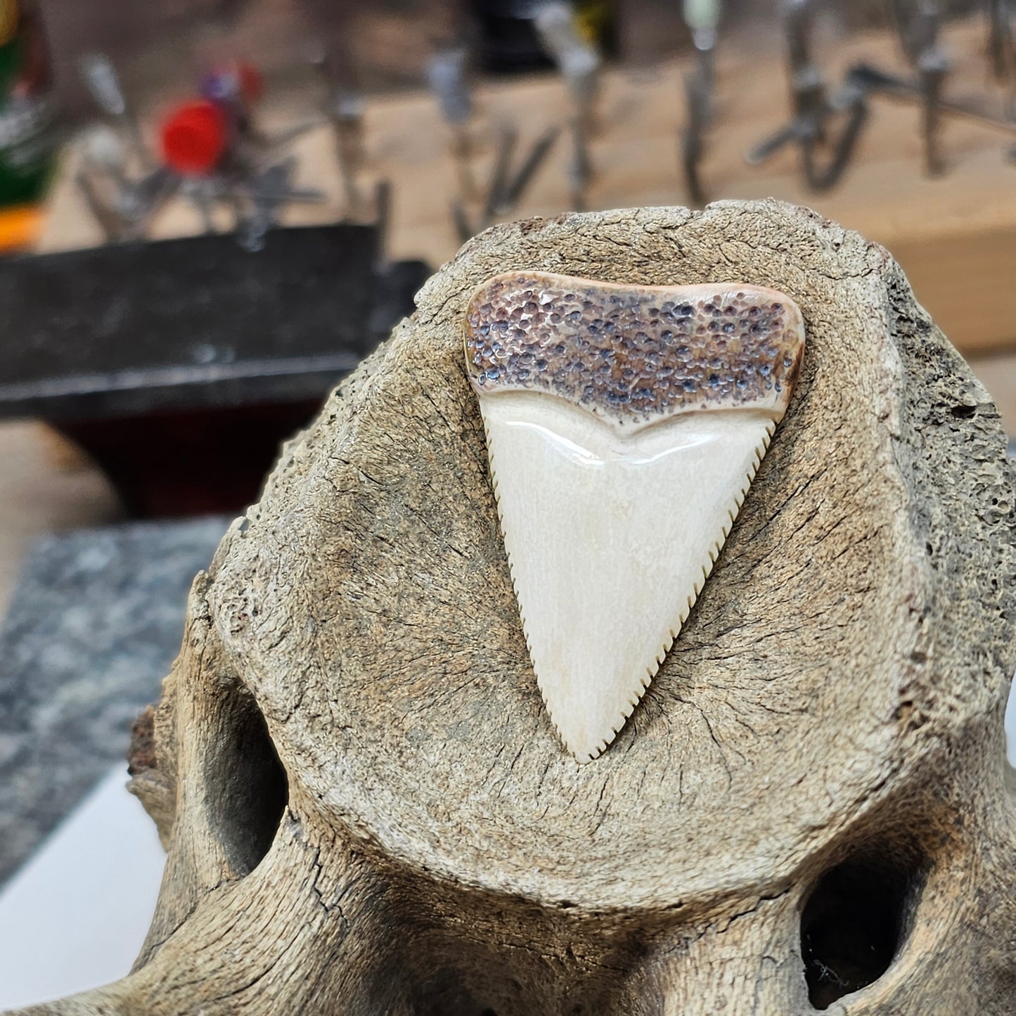 Woolly Mammoth Ivory Sharkstooth