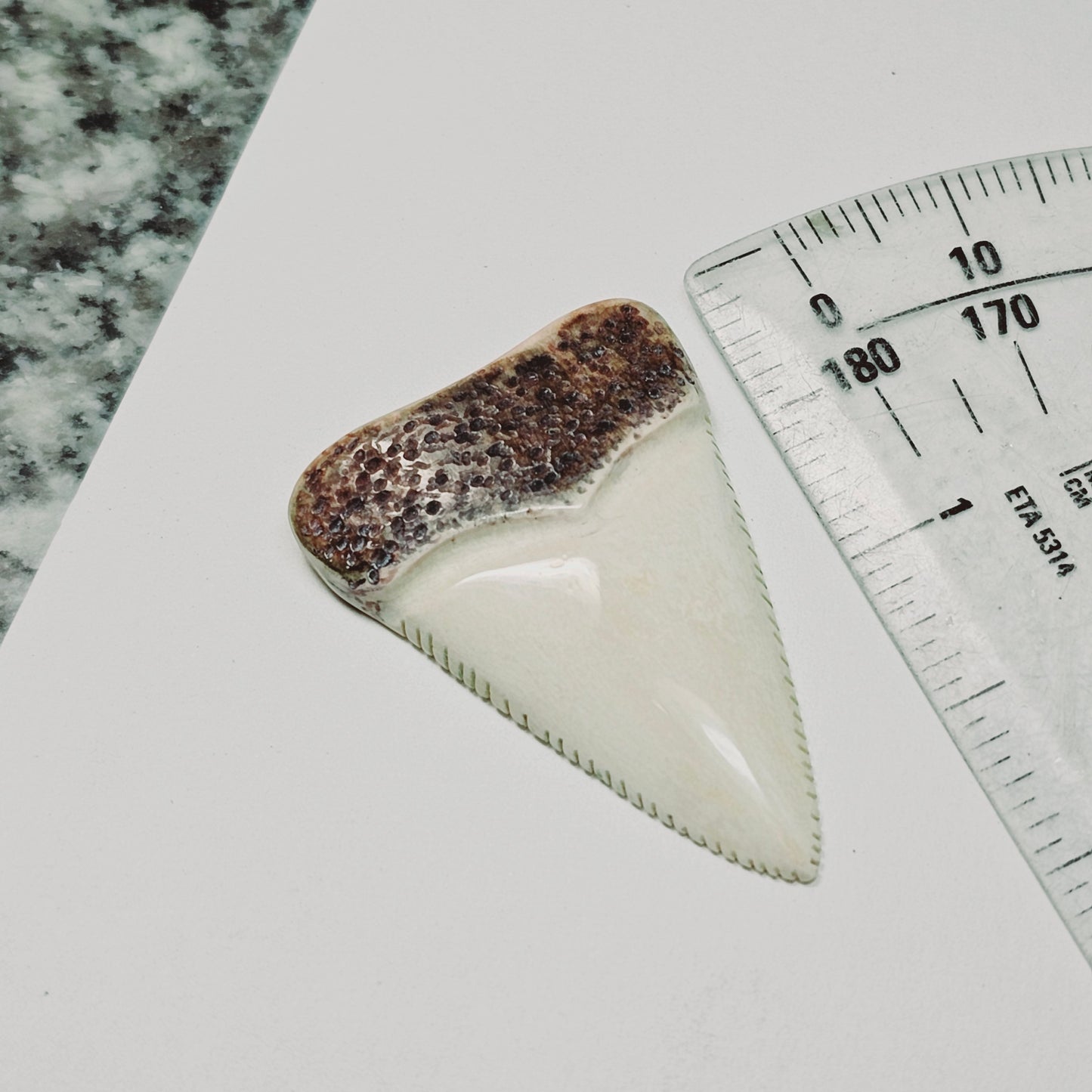 Woolly Mammoth Ivory Sharkstooth