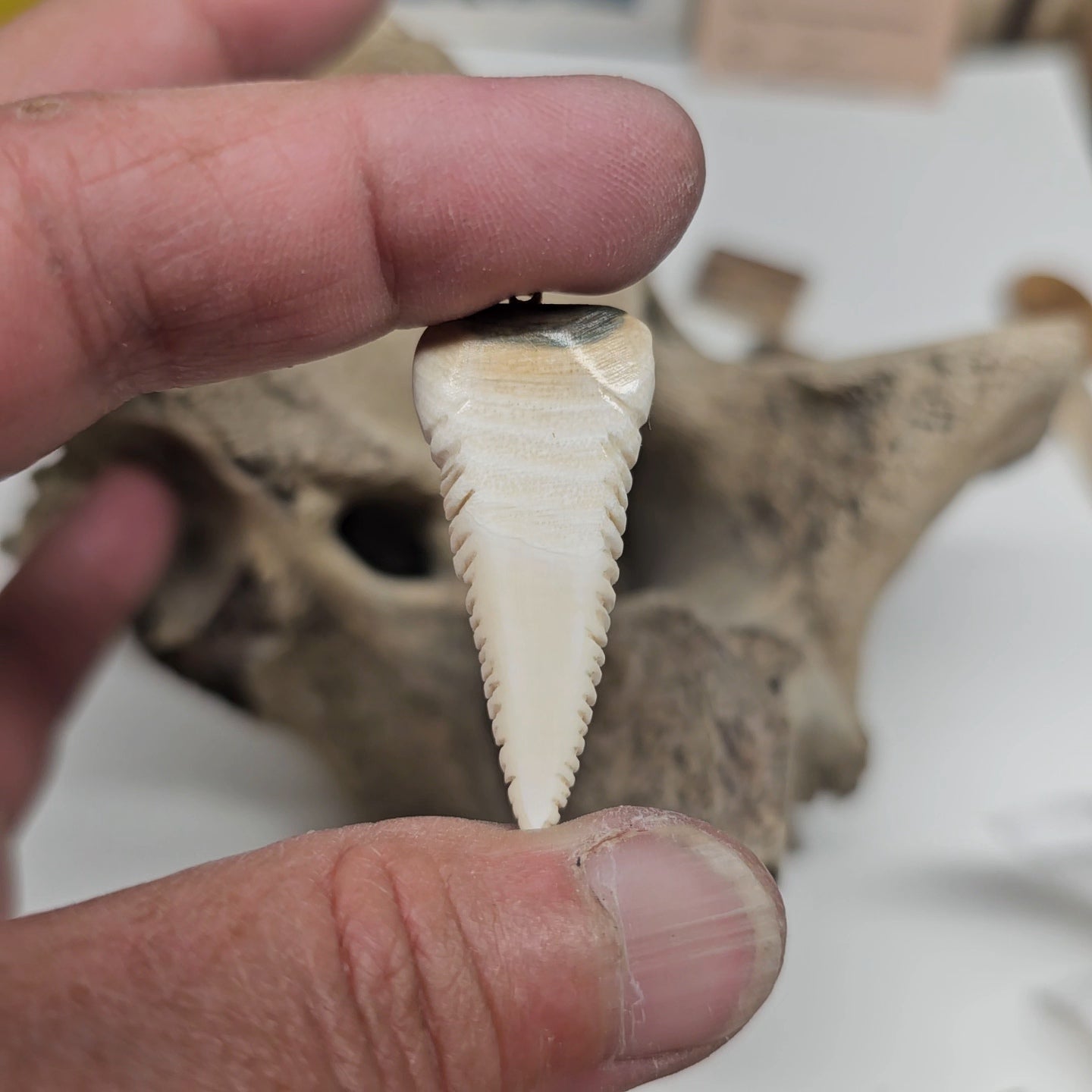 Boneyard Mammoth Ivory Shark Tooth Pendant