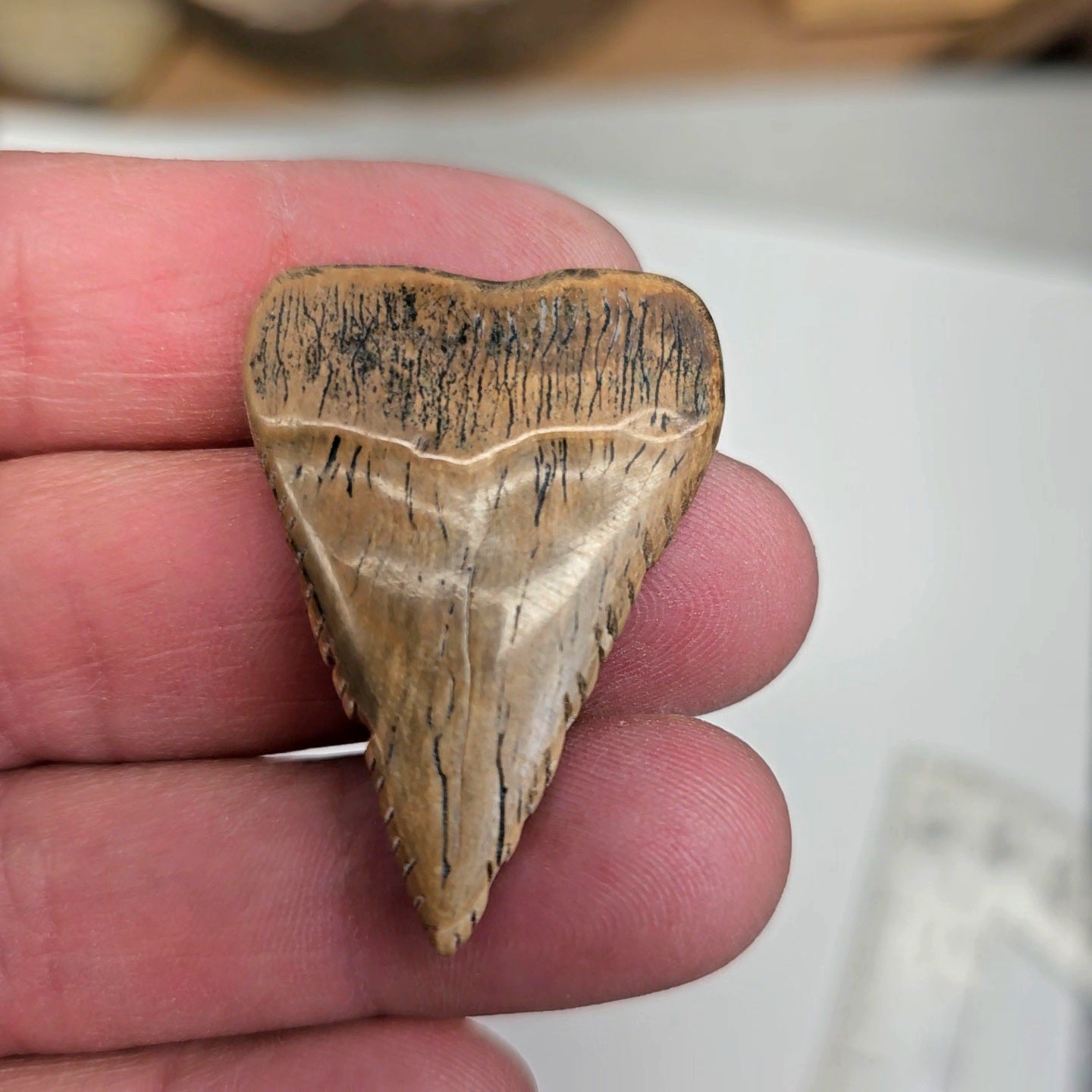 Boneyard Alaska Woolly Mammoth Ivory Shark Tooth by Kristin Reeves Park