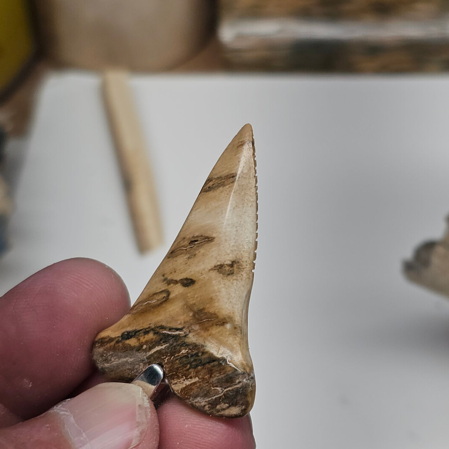 Woolly Mammoth Ivory Shark Tooth Pendant