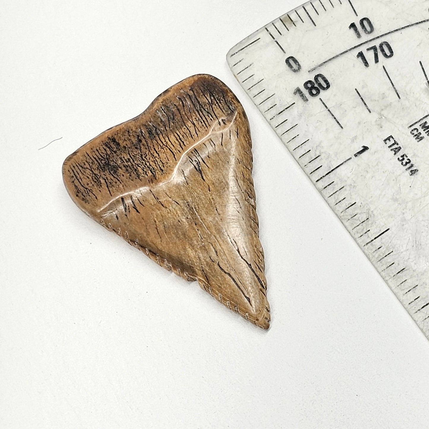 Boneyard Alaska Woolly Mammoth Ivory Shark Tooth by Kristin Reeves Park