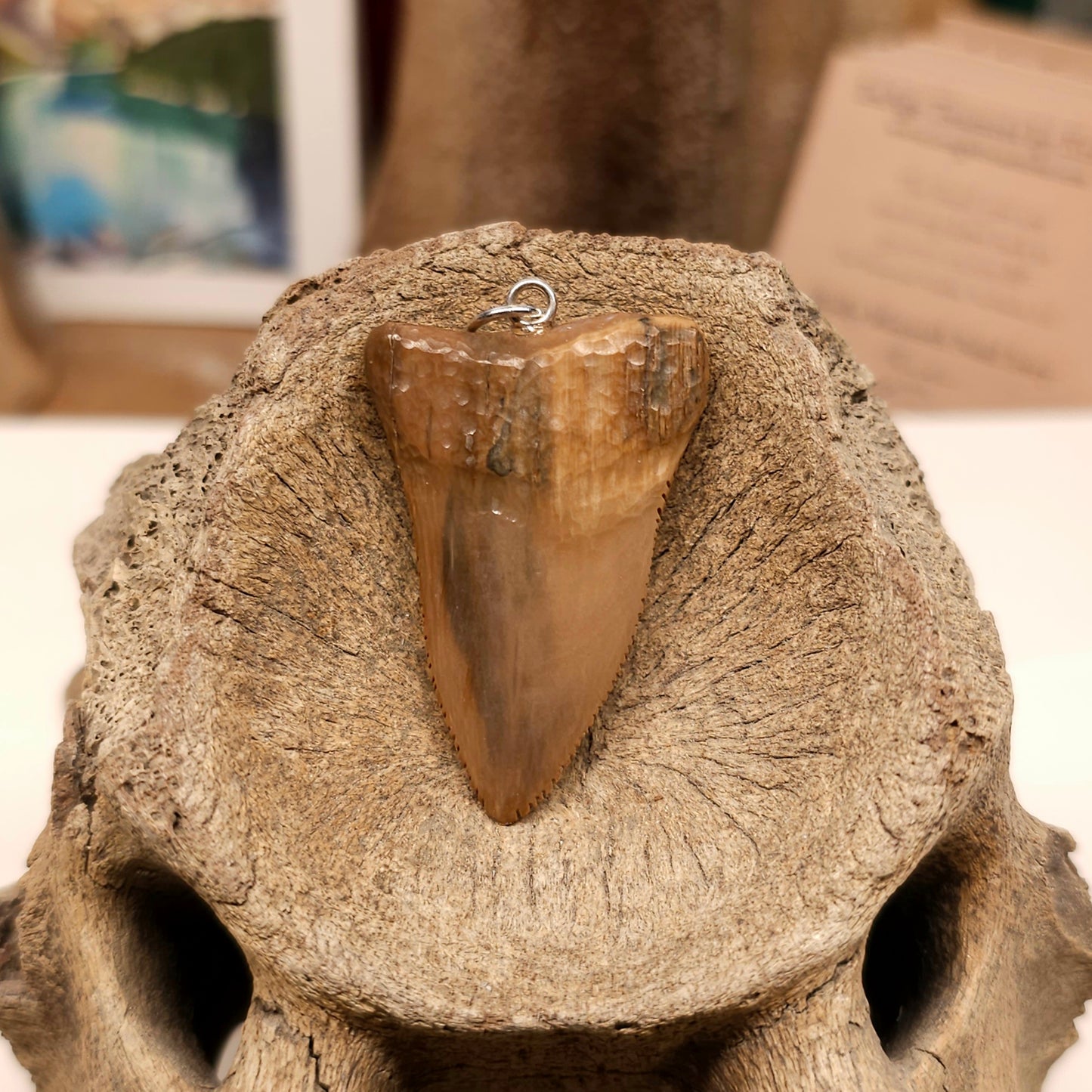 Woolly Mammoth Ivory Shark Tooth Pendant