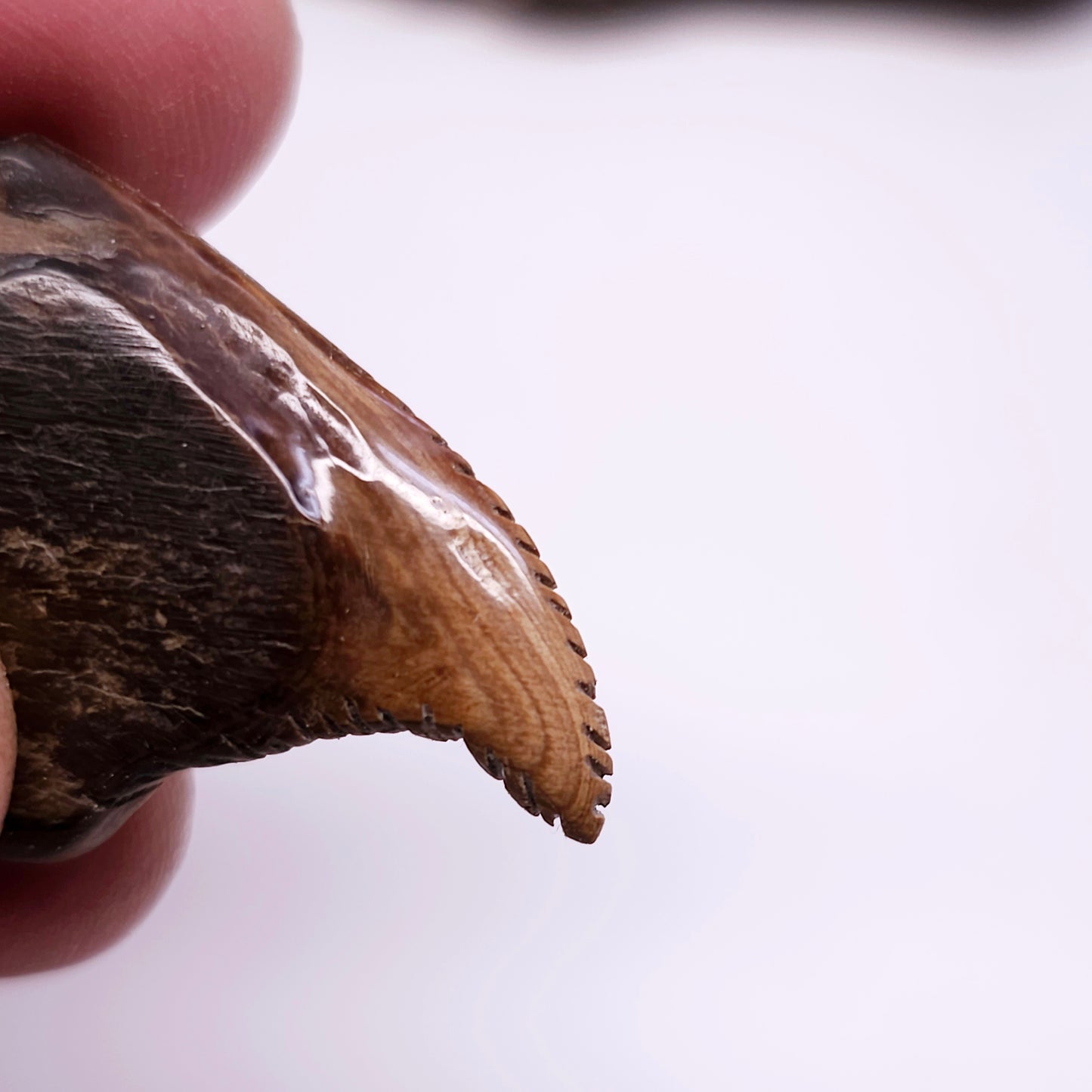Boneyard Alaska Woolly Mammoth Ivory Shark Tooth Pendant