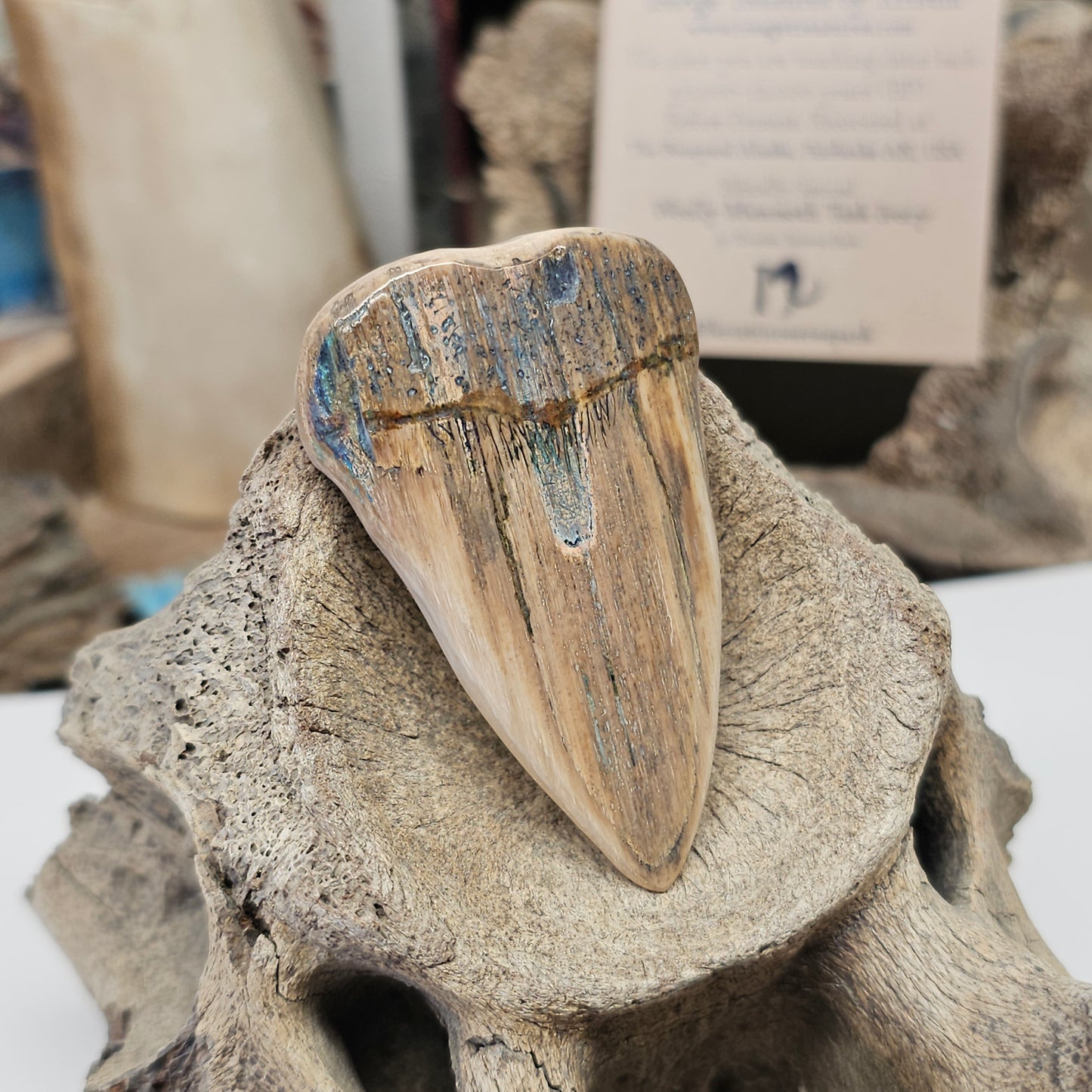 Woolly Mammoth Fossil Ivory "Mako" Shark Tooth | Ice Age Treasures