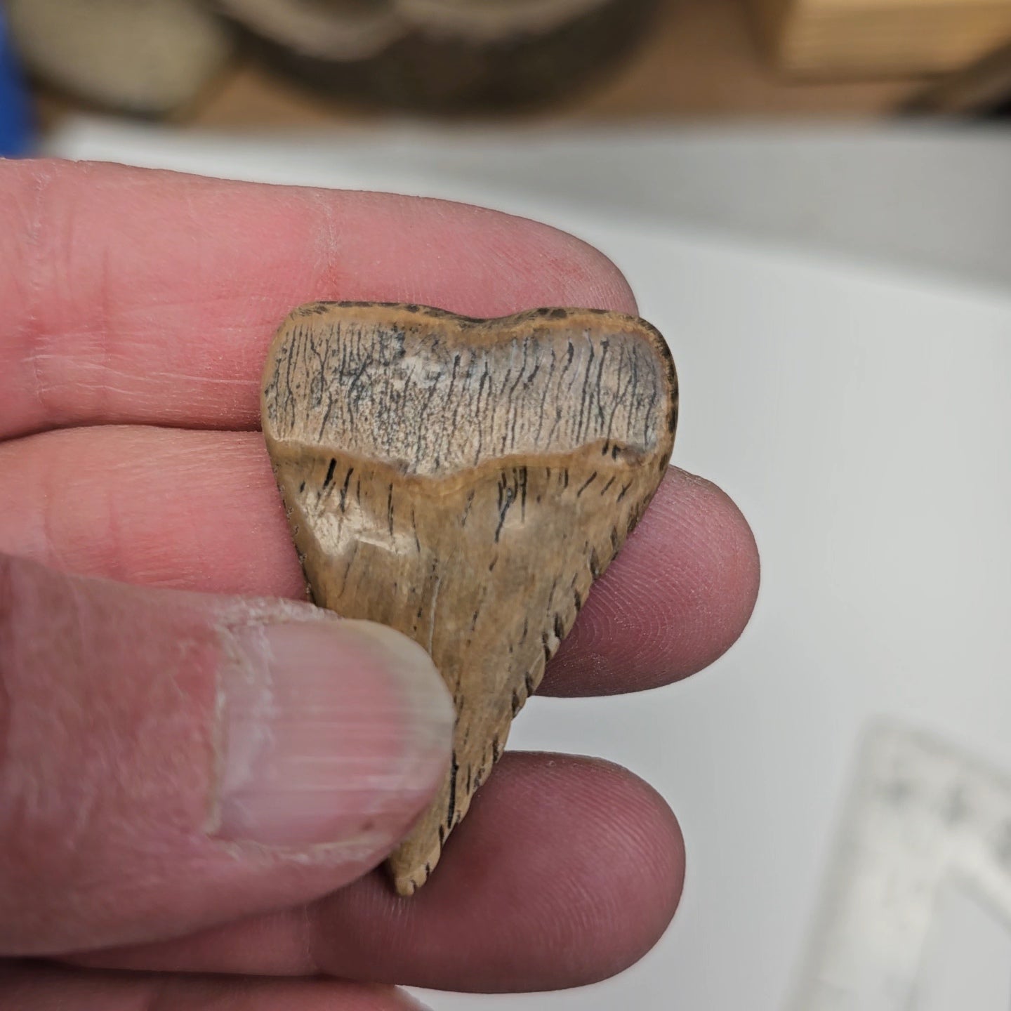 Boneyard Alaska Woolly Mammoth Ivory Shark Tooth by Kristin Reeves Park