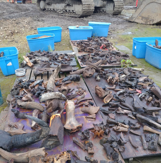 Boneyard Alaska Ice Age Megafauna Bones and Ivory Fossils