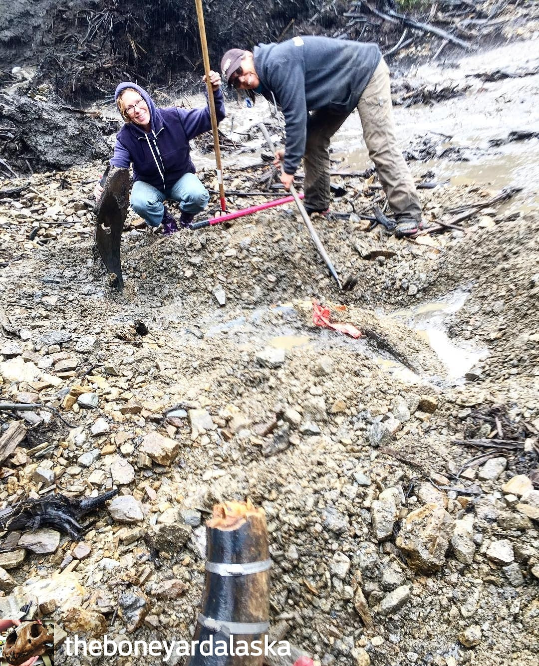 Kristin R Park and Ramona Reeves recovering woolly mammoth tusk and shoulder blade at The Boneyard Alaska fossil ivory operation in Fairbanks, Alaska