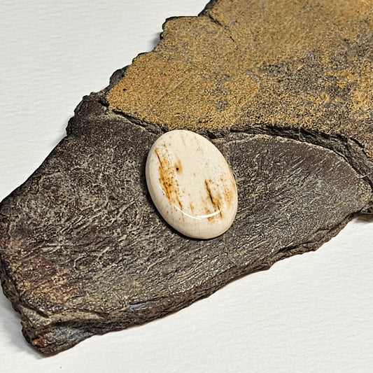 Woolly Mammoth Ivory Cabachon