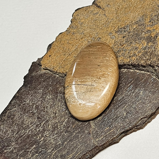 Woolly Mammoth Fossil Ivory Cabochon Oval - 1 1/4"
