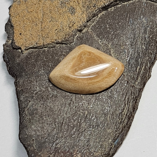 Woolly Mammoth Fossil Ivory Fan Cabochon