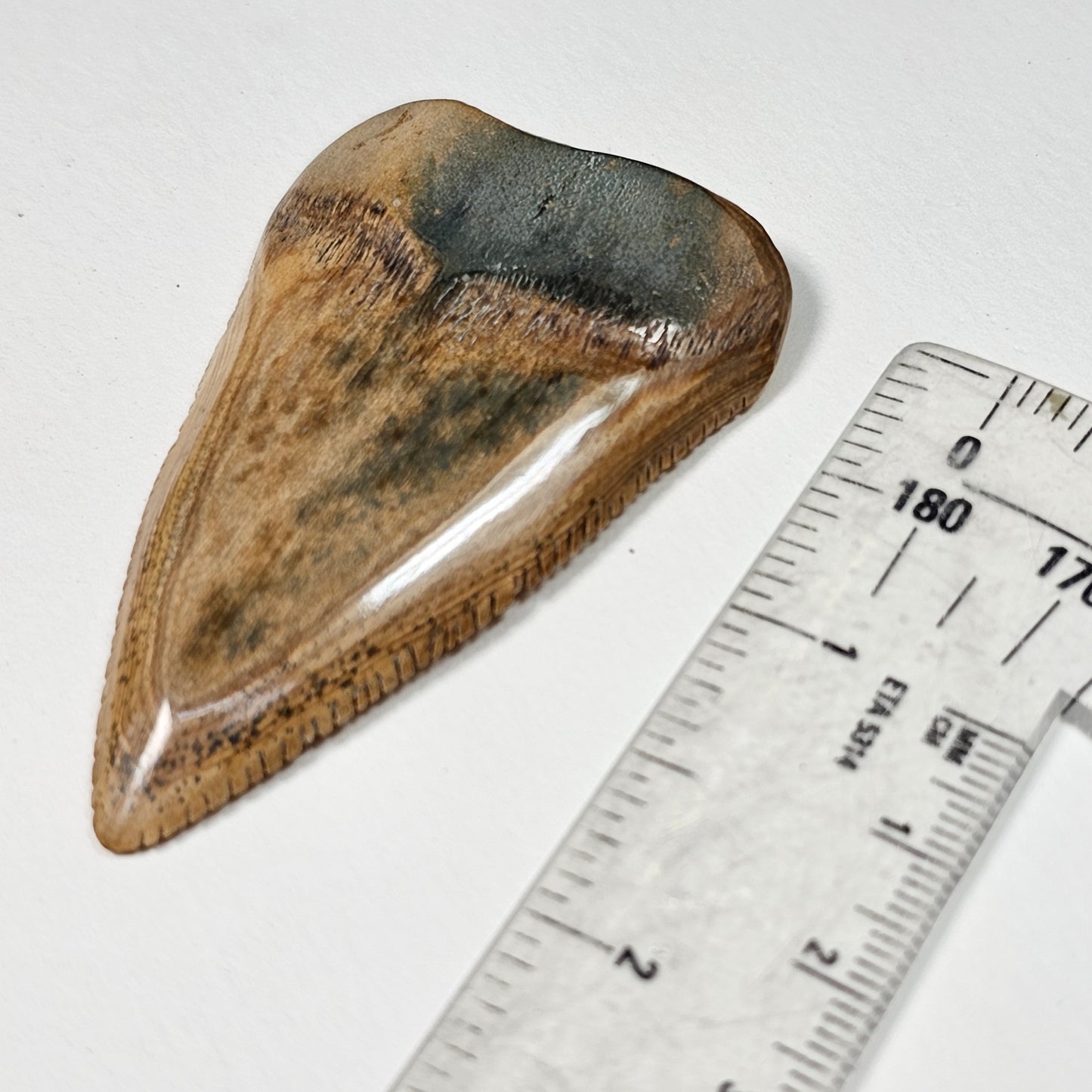 Woolly Mammoth Ivory Sharkstooth