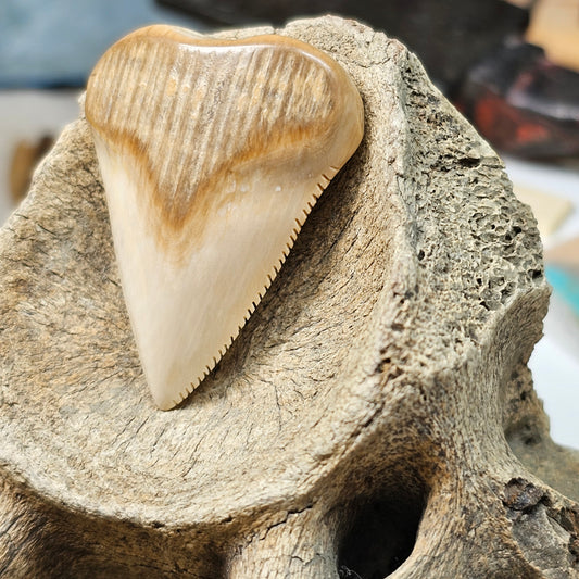 Woolly Mammoth Ivory Shark Tooth
