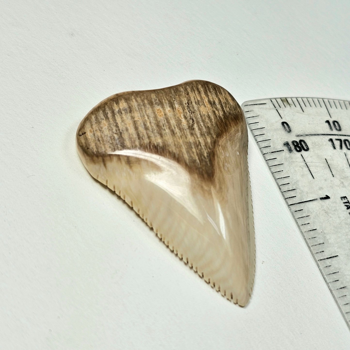 Woolly Mammoth Ivory Shark Tooth