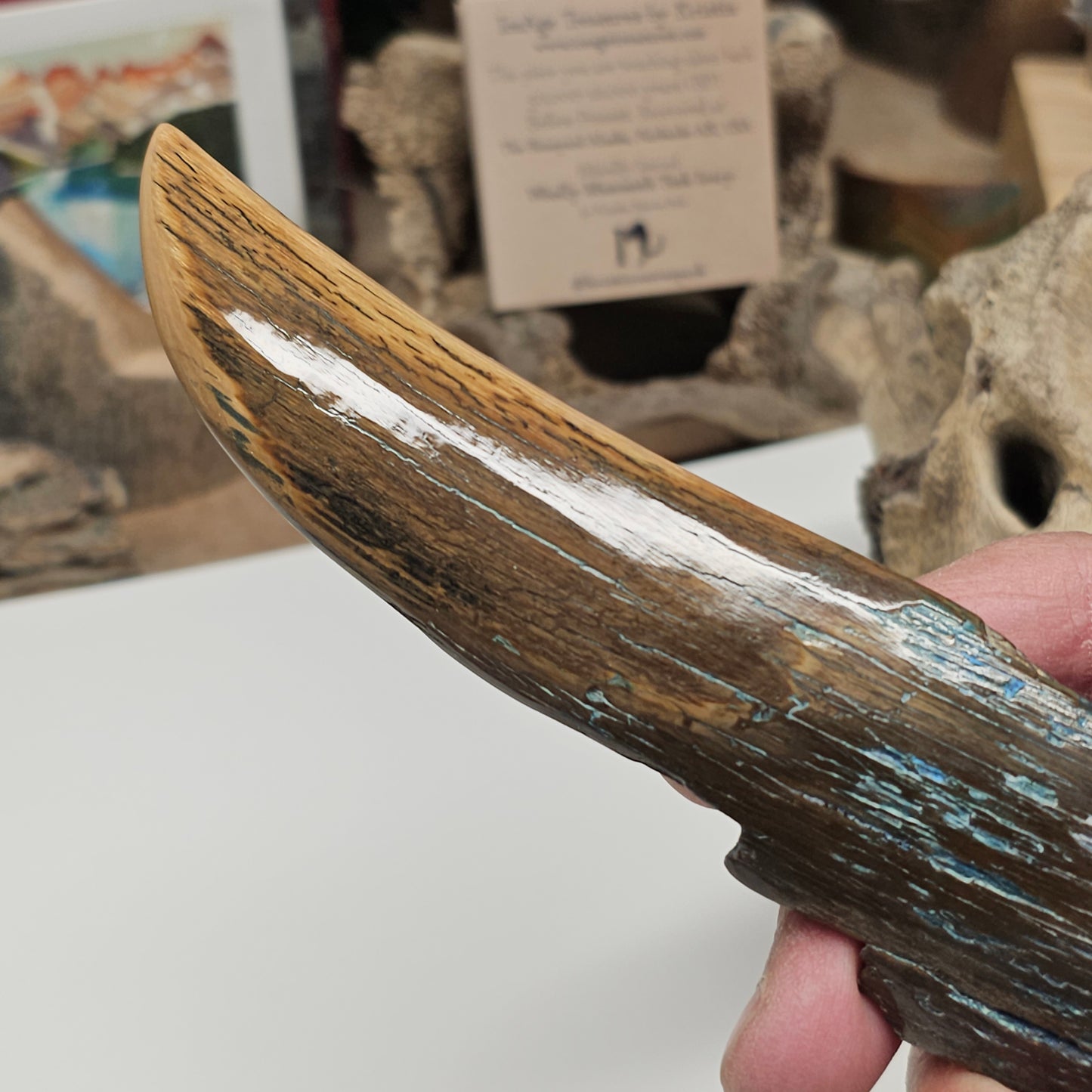 Woolly Mammoth Fossil Ivory Desk Piece — Executive's Point | Ice Age Treasures