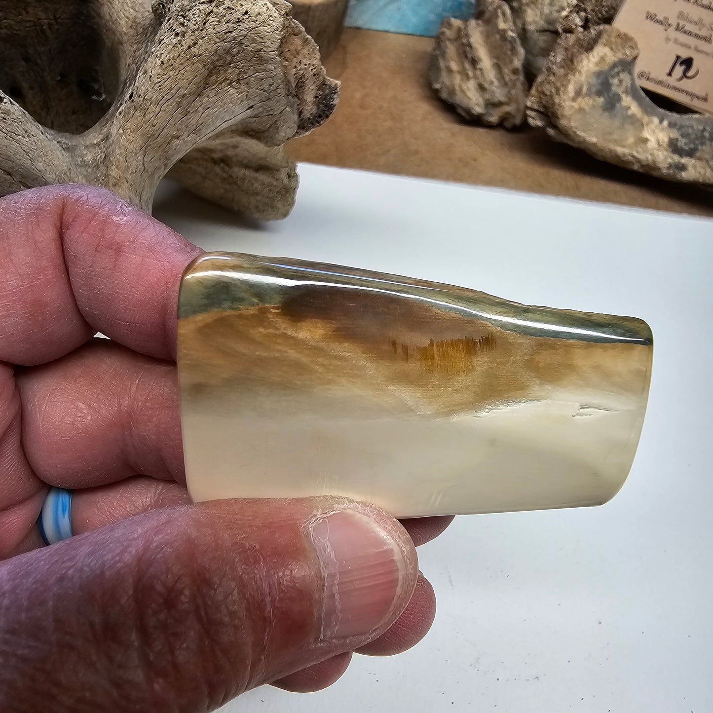 Woolly Mammoth Fossil Ivory "Ice Age Ember" | Boneyard Alaska