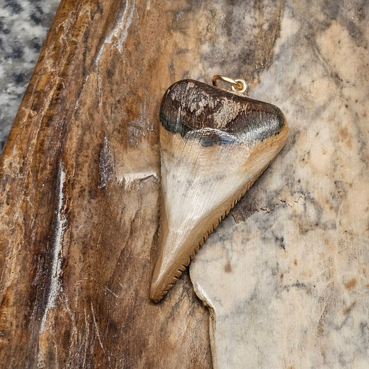 Woolly Mammoth Ivory Shark Tooth Pendant