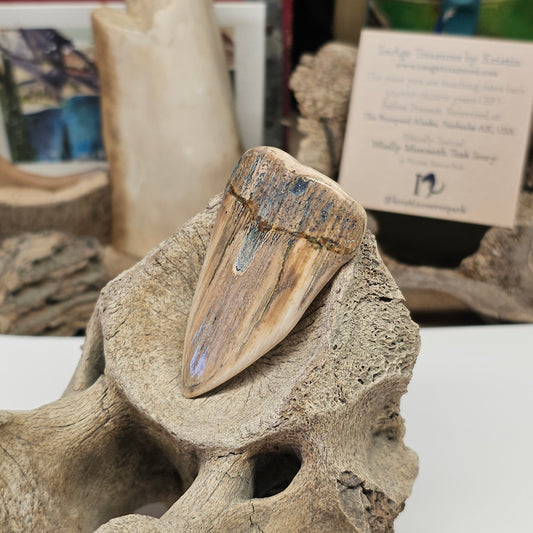 Woolly Mammoth Fossil Ivory "Mako" Shark Tooth | Ice Age Treasures