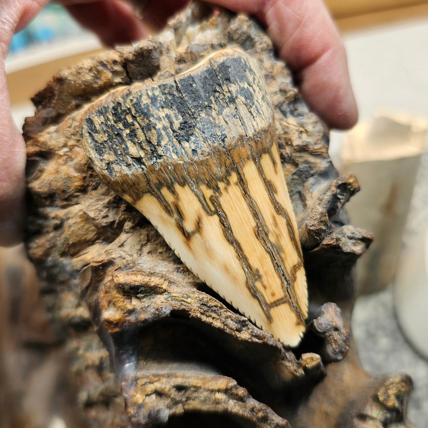 Boneyard Alaska Woolly Mammoth Ivory Megalodon Inspired Shark Tooth