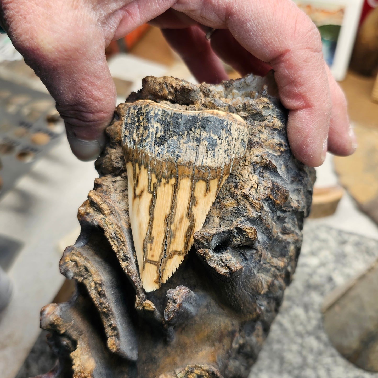 Boneyard Alaska Woolly Mammoth Ivory Megalodon Inspired Shark Tooth
