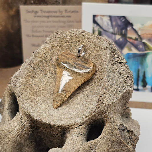 Boneyard Alaska Woolly Mammoth Ivory - Shark Tooth Pendant