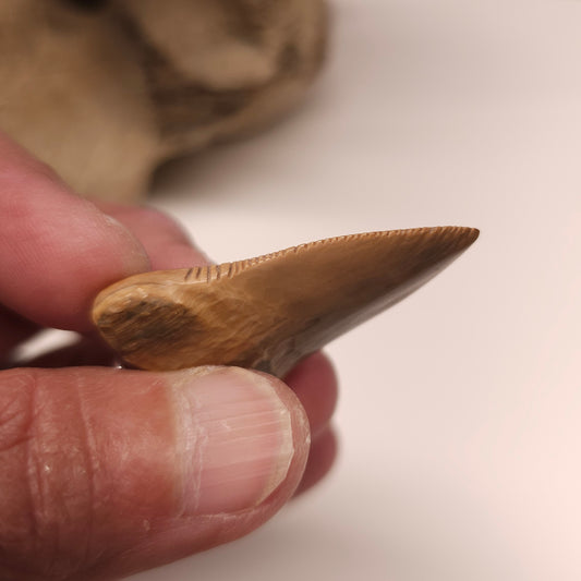 Woolly Mammoth Ivory Shark Tooth Pendant