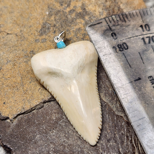Woolly Mammoth Fossil Ivory Sharks Tooth Pendant
